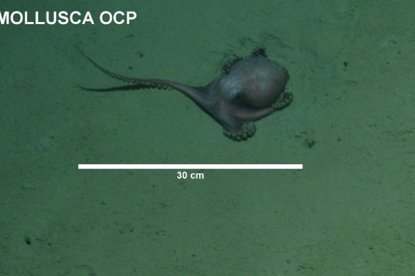 NIWA Intern Blog: A summer analysing seafloor organisms 